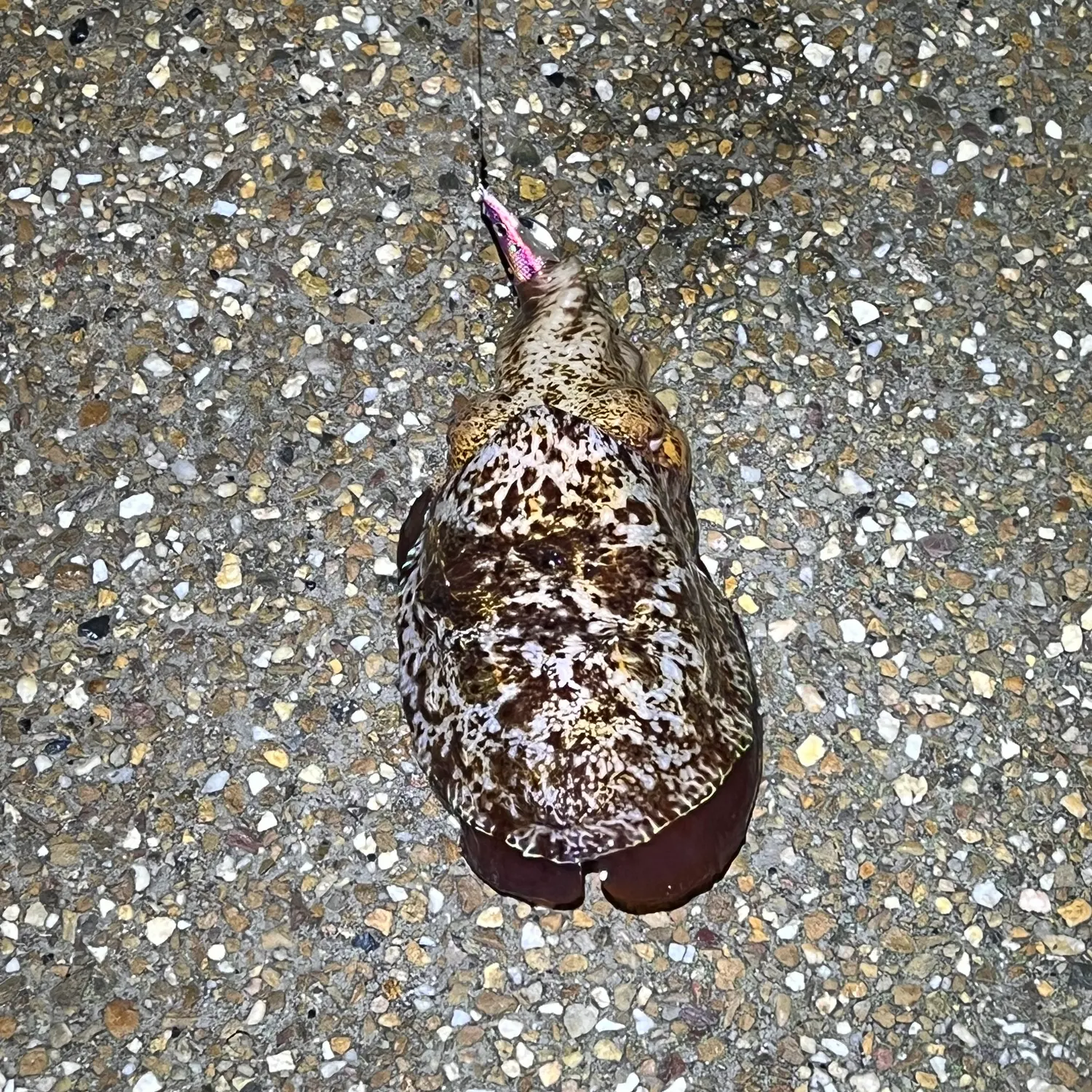 The most recent Common cuttlefish catches on Fishbrain