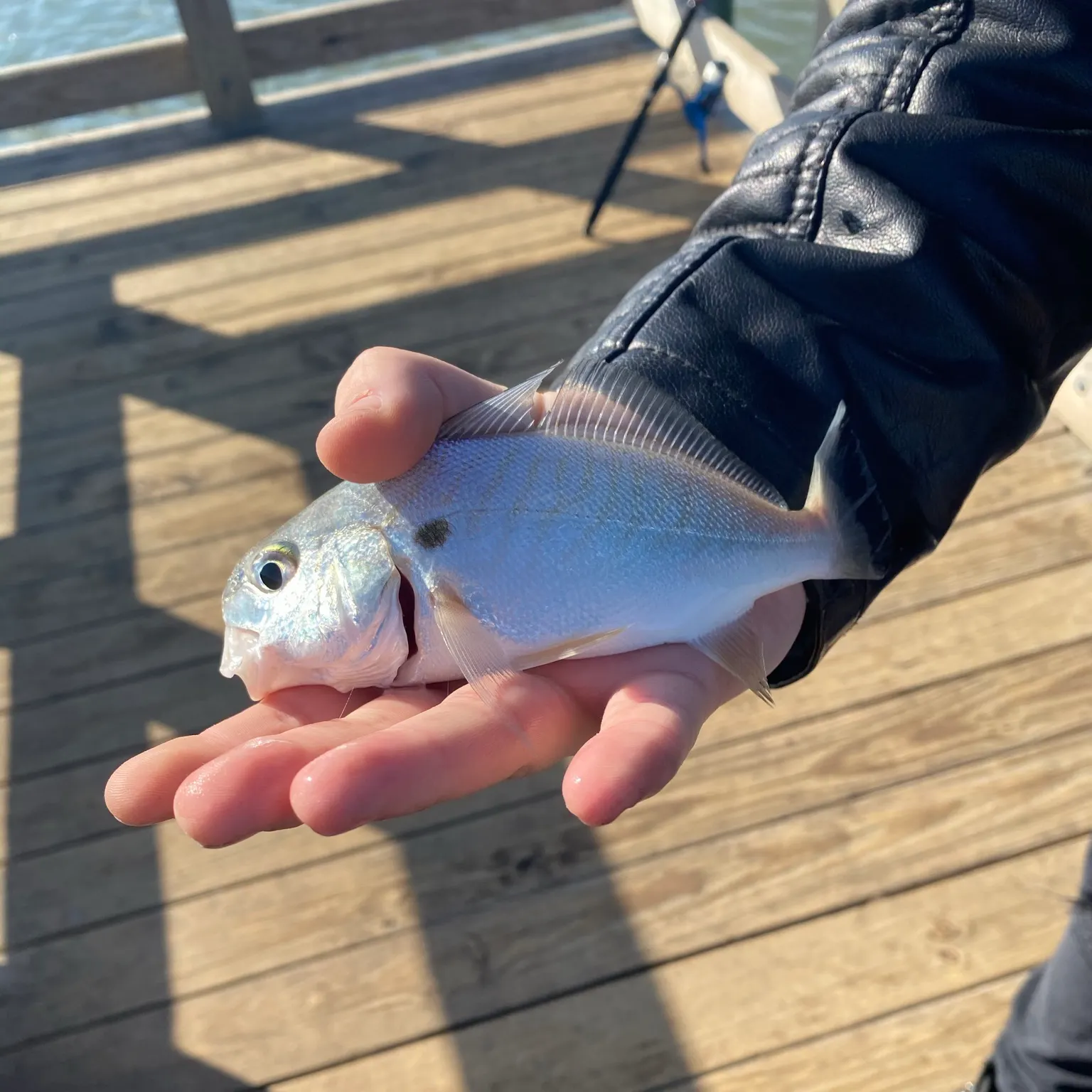 The most recent Spot croaker catches on Fishbrain