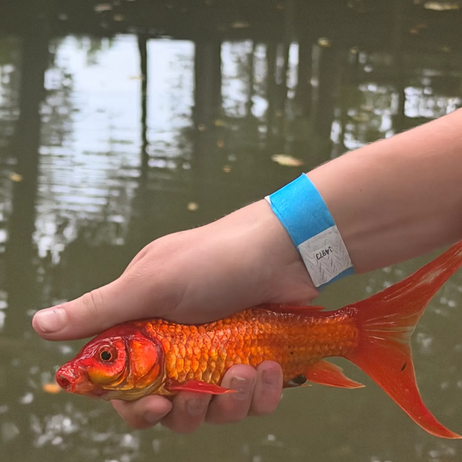 Goldfish caught on Fishbrain