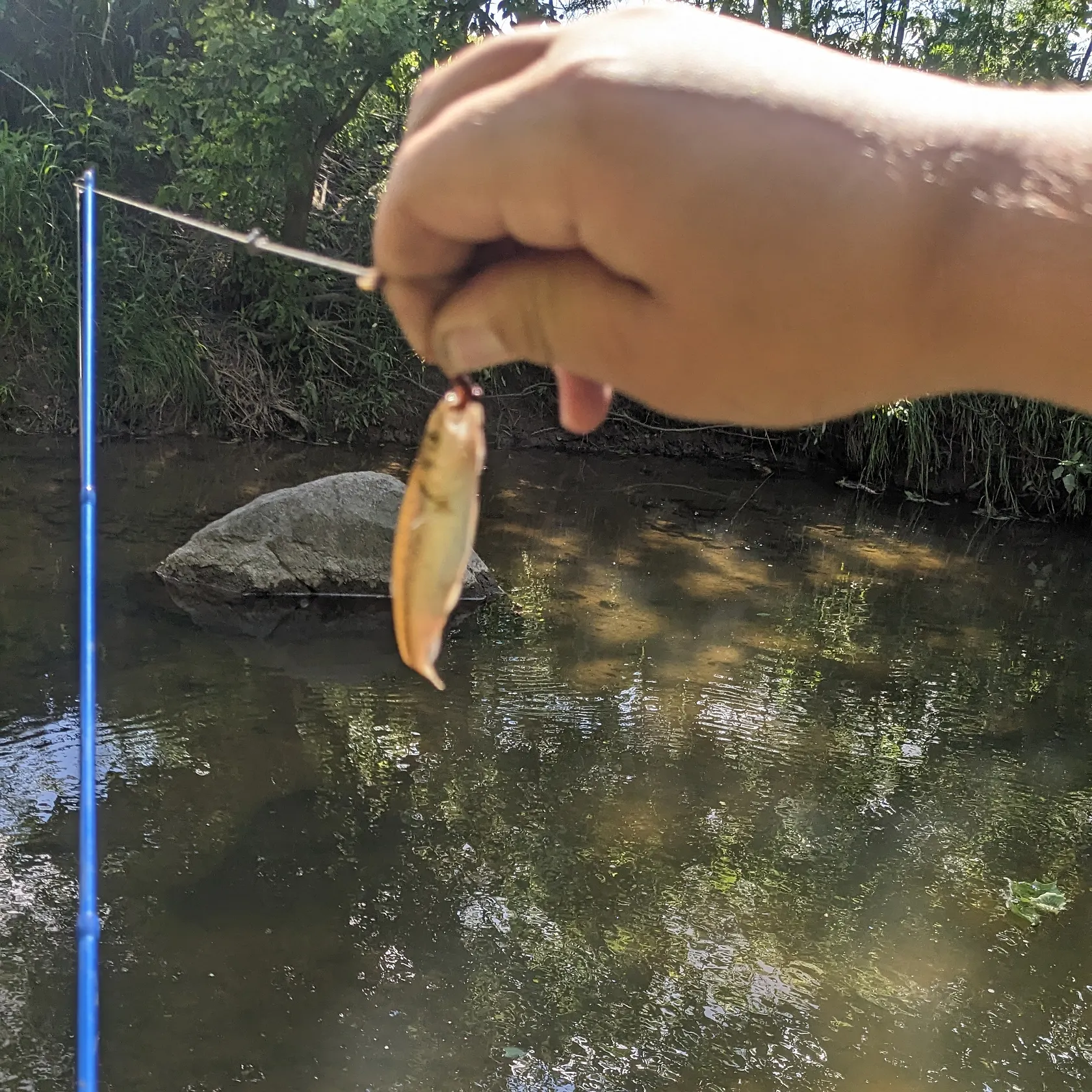 Creek chub caught on Fishbrain
