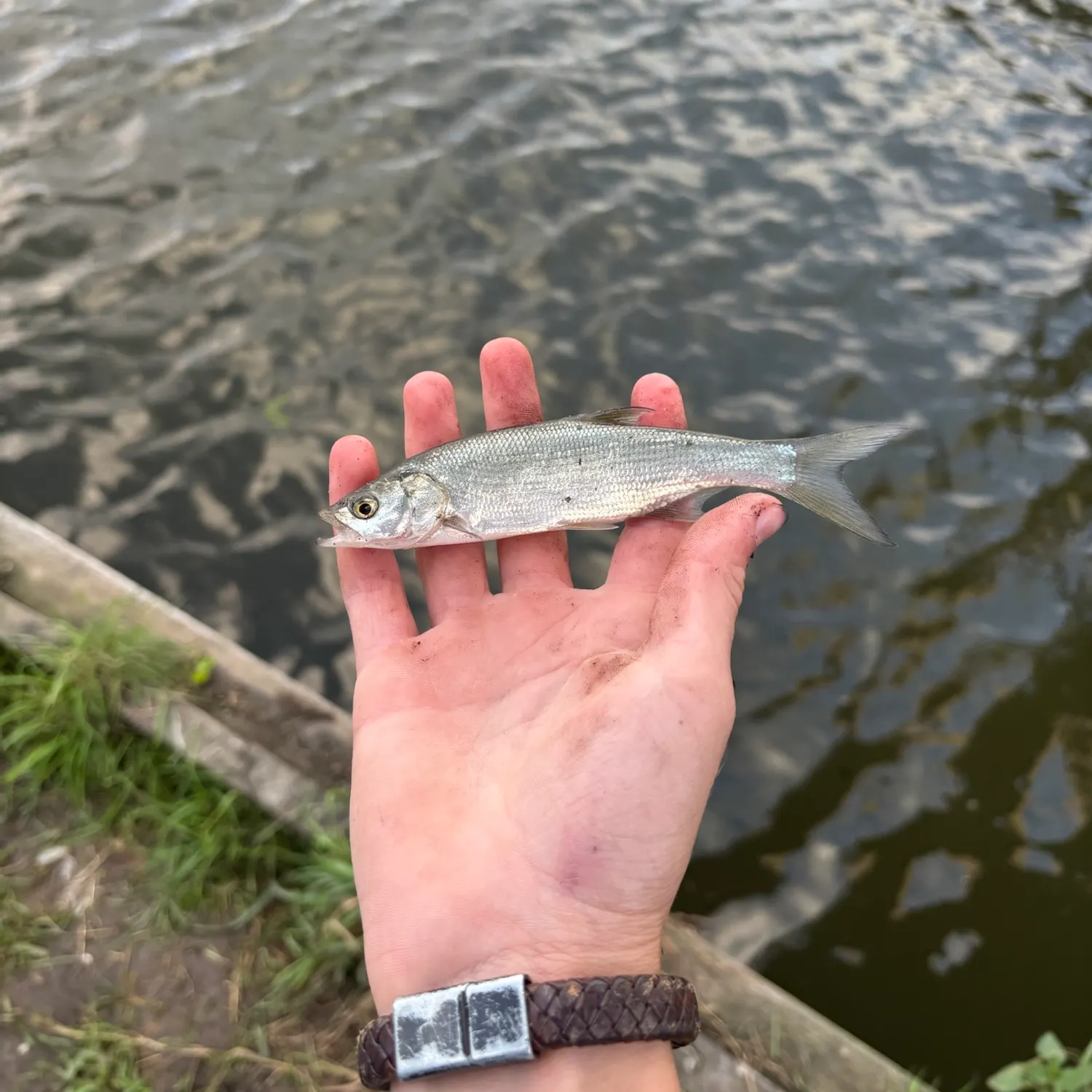Fish caught on Fishbrain
