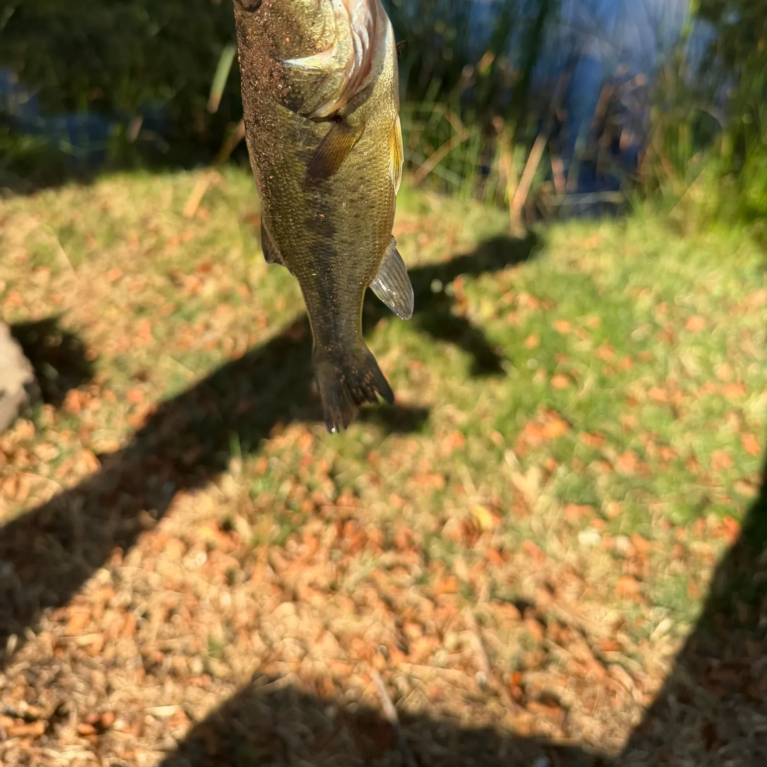 Fish caught on Fishbrain