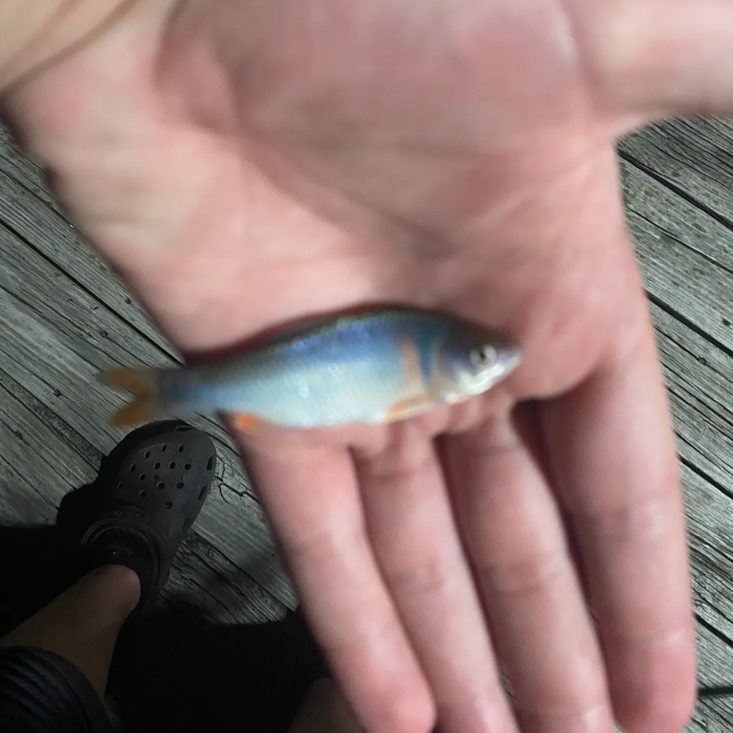 The most recent Small-scaled pacu catches on Fishbrain