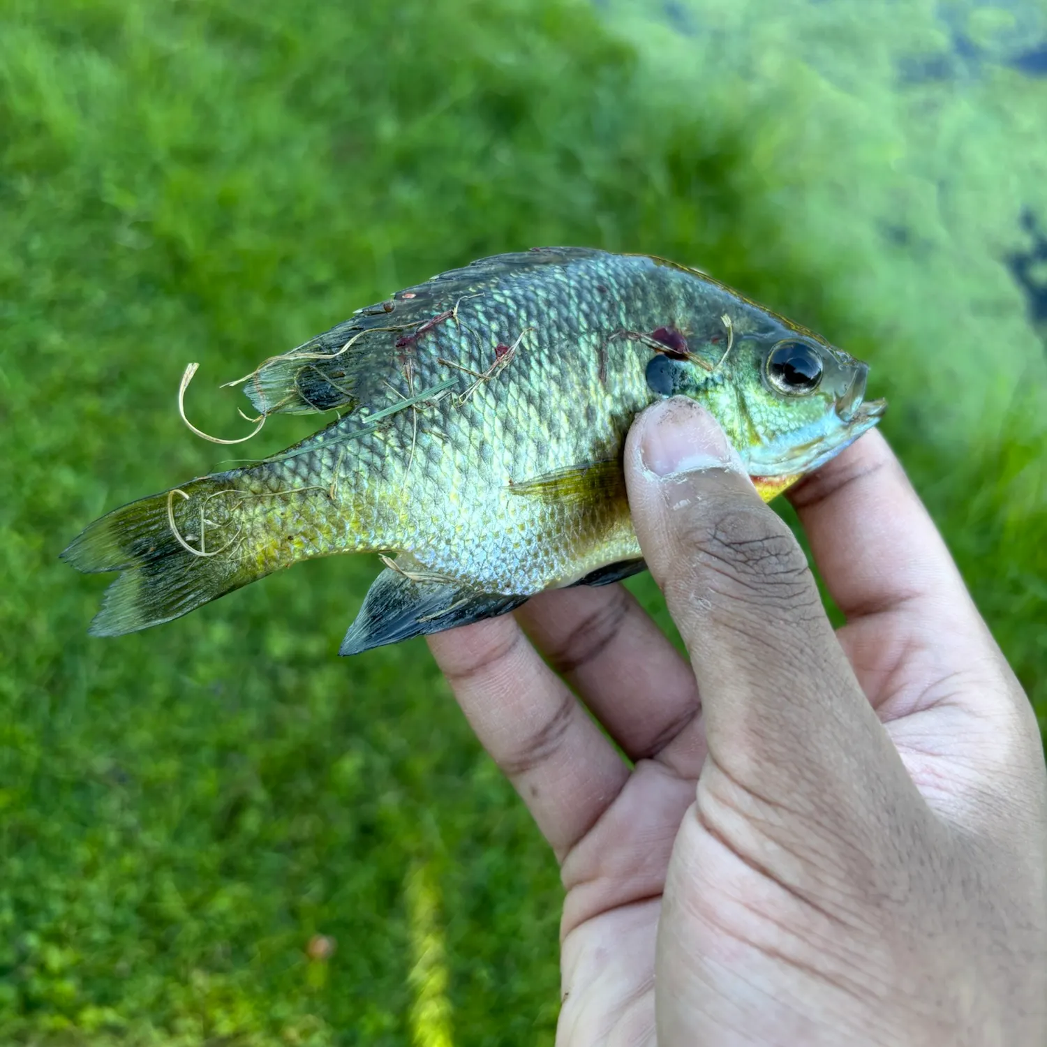 Bluegill caught on Fishbrain