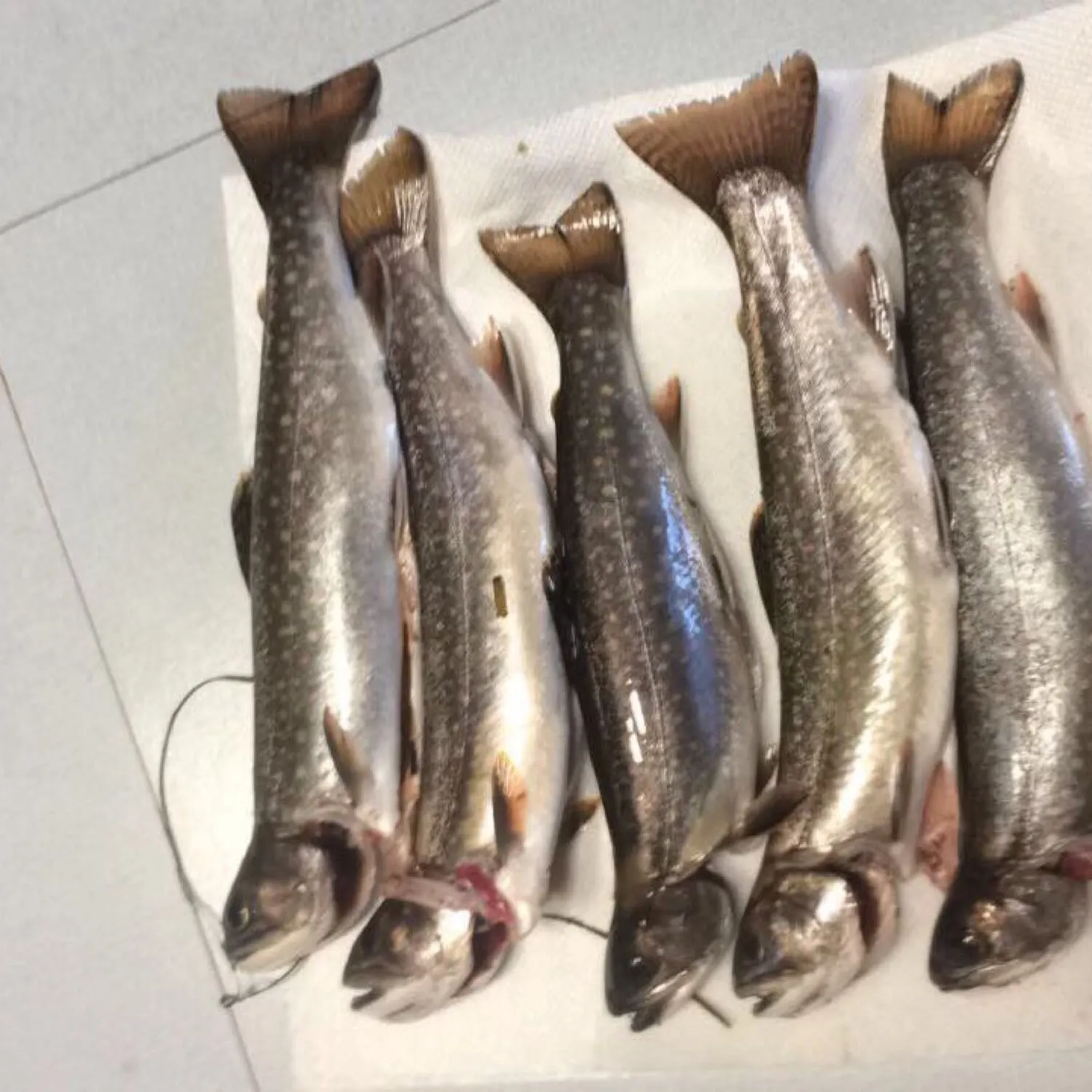 recently logged catches