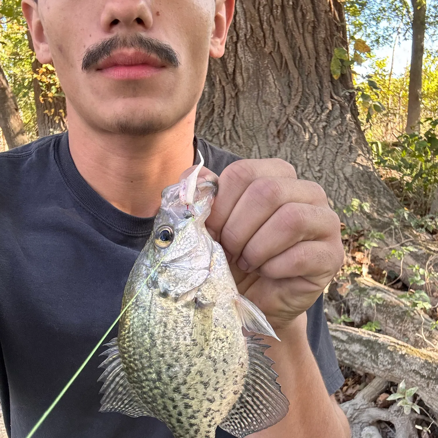 Black crappie caught on Fishbrain