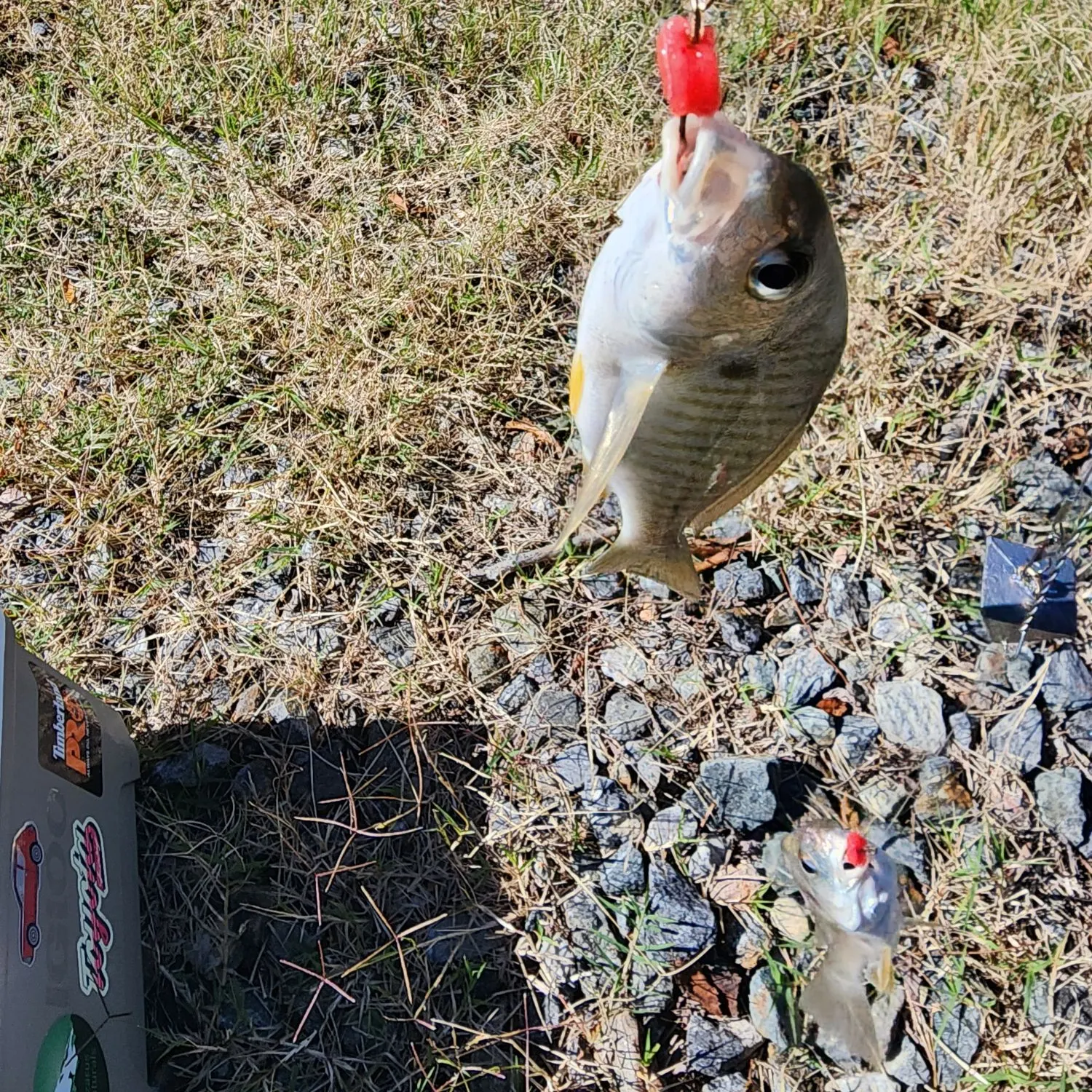 The most recent Spot croaker catches on Fishbrain