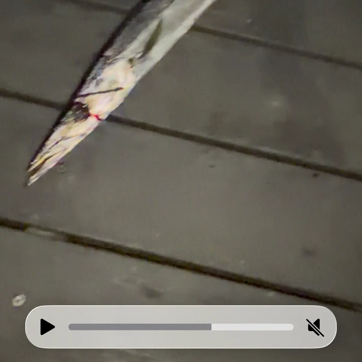The most recent Pacific barracuda catches on Fishbrain
