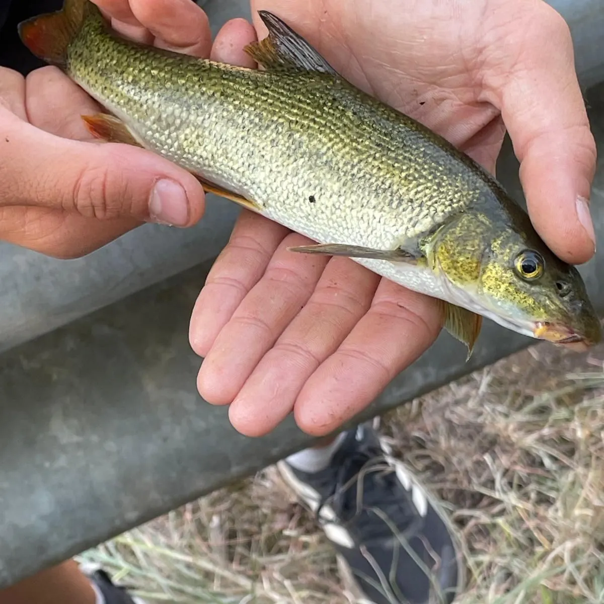 The most recent Mediterranean barbel catches on Fishbrain