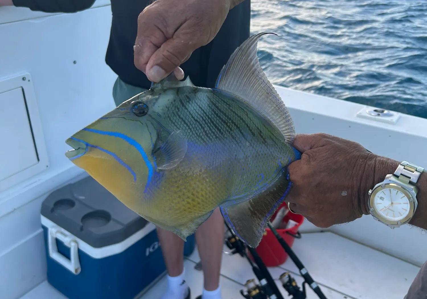 Queen triggerfish