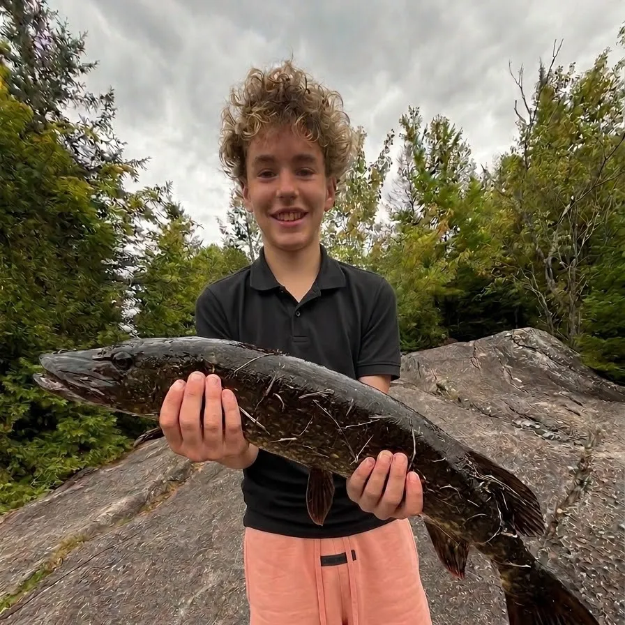 Northern pike caught on Fishbrain