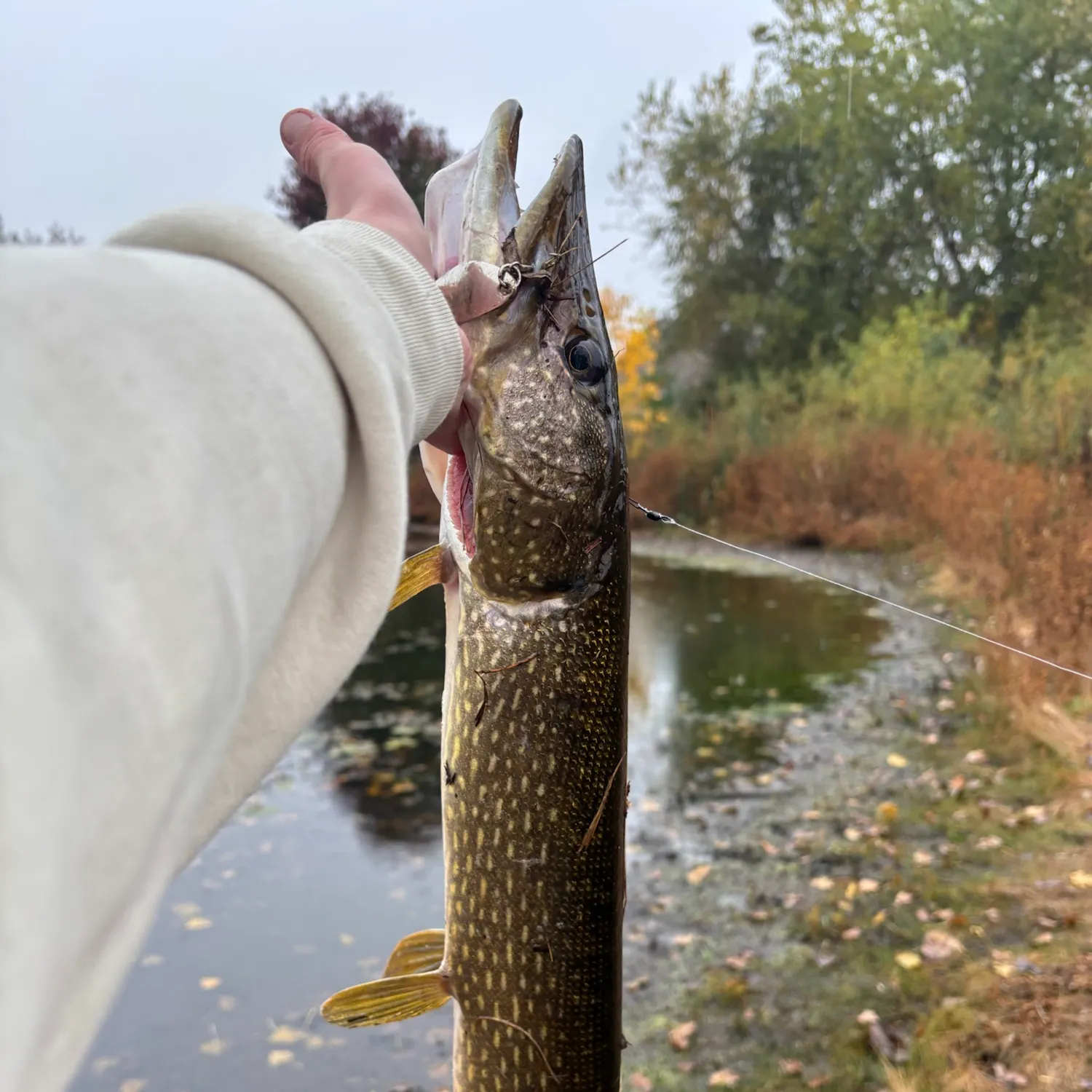 Northern pike caught on Fishbrain