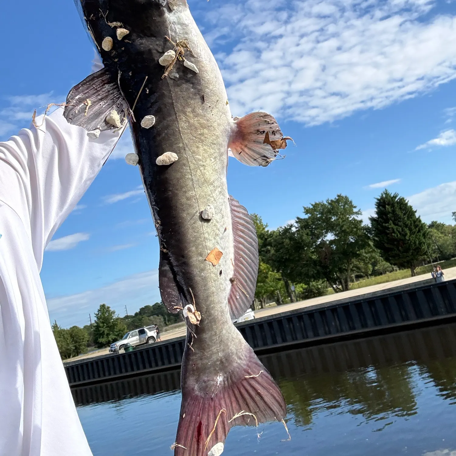 Channel catfish caught on Fishbrain