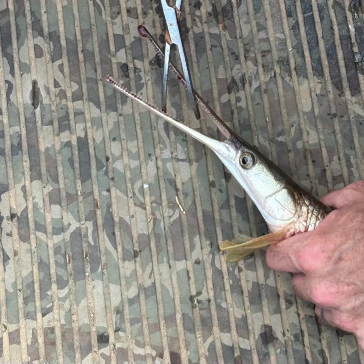 The most recent Needlenose gar catches on Fishbrain