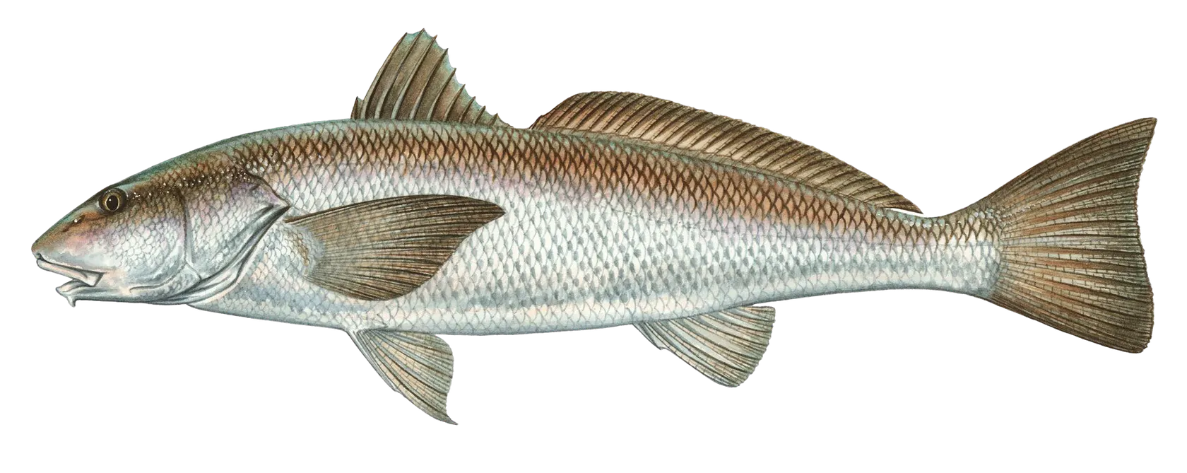 California corbina