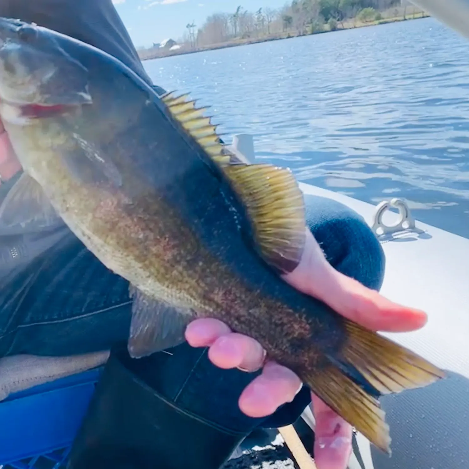 angler catch