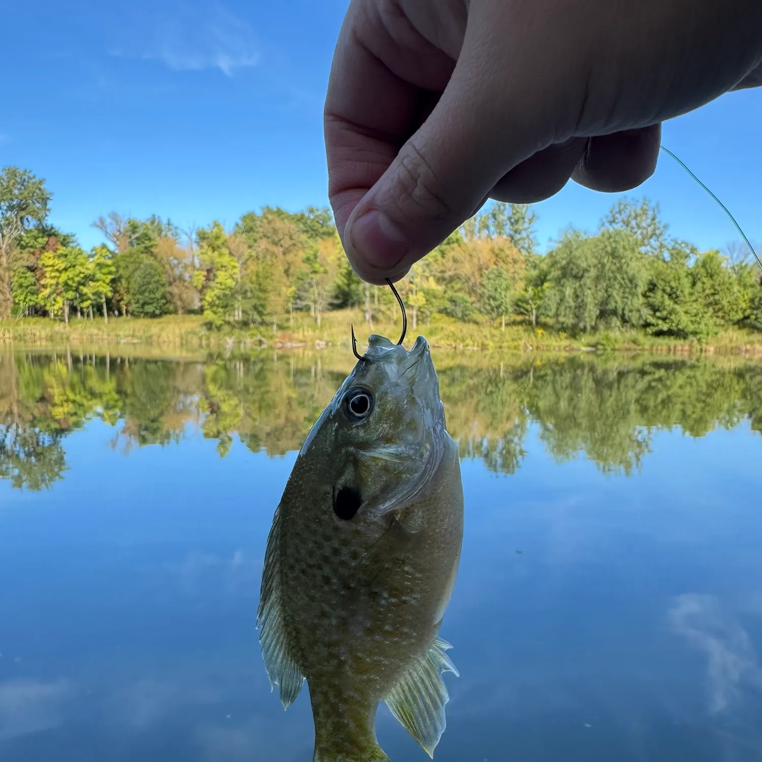 Greengill hybrid caught on Fishbrain