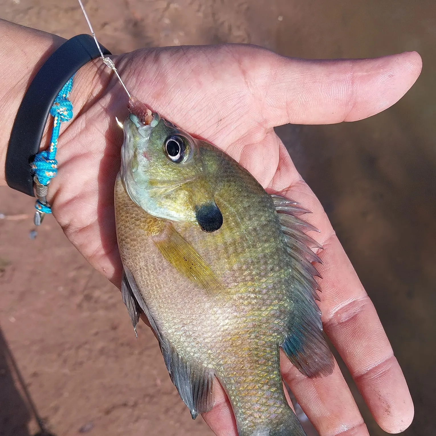 Bluegill caught on Fishbrain