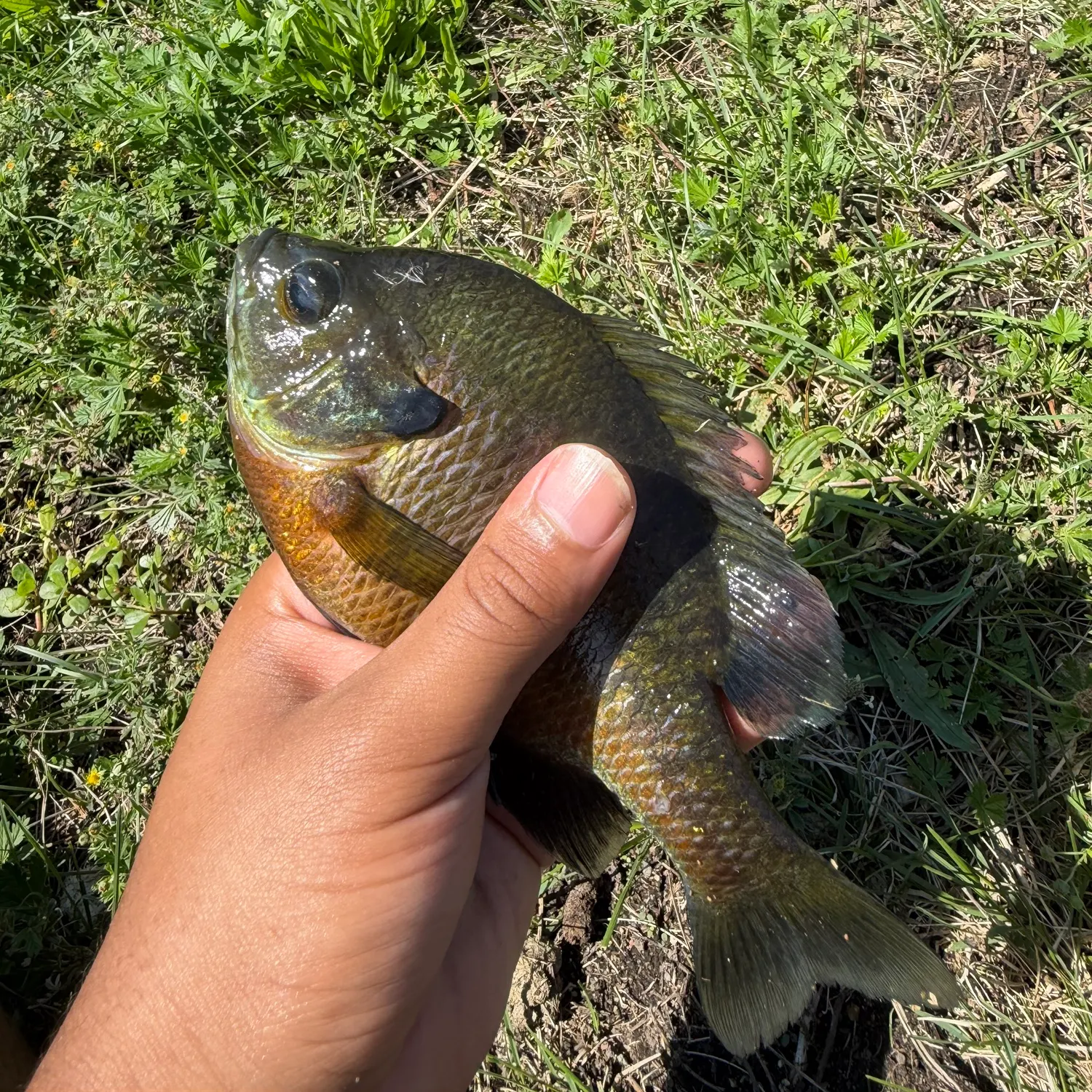 Bluegill caught on Fishbrain