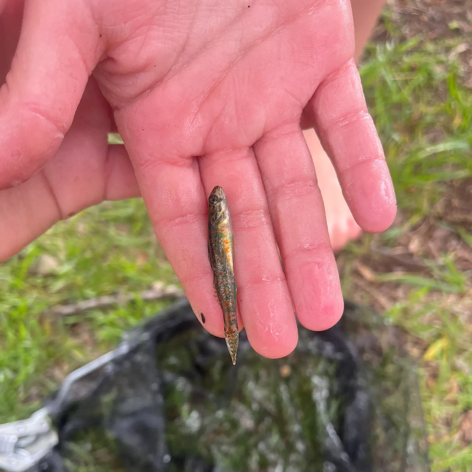 The most recent Iowa darter catches on Fishbrain