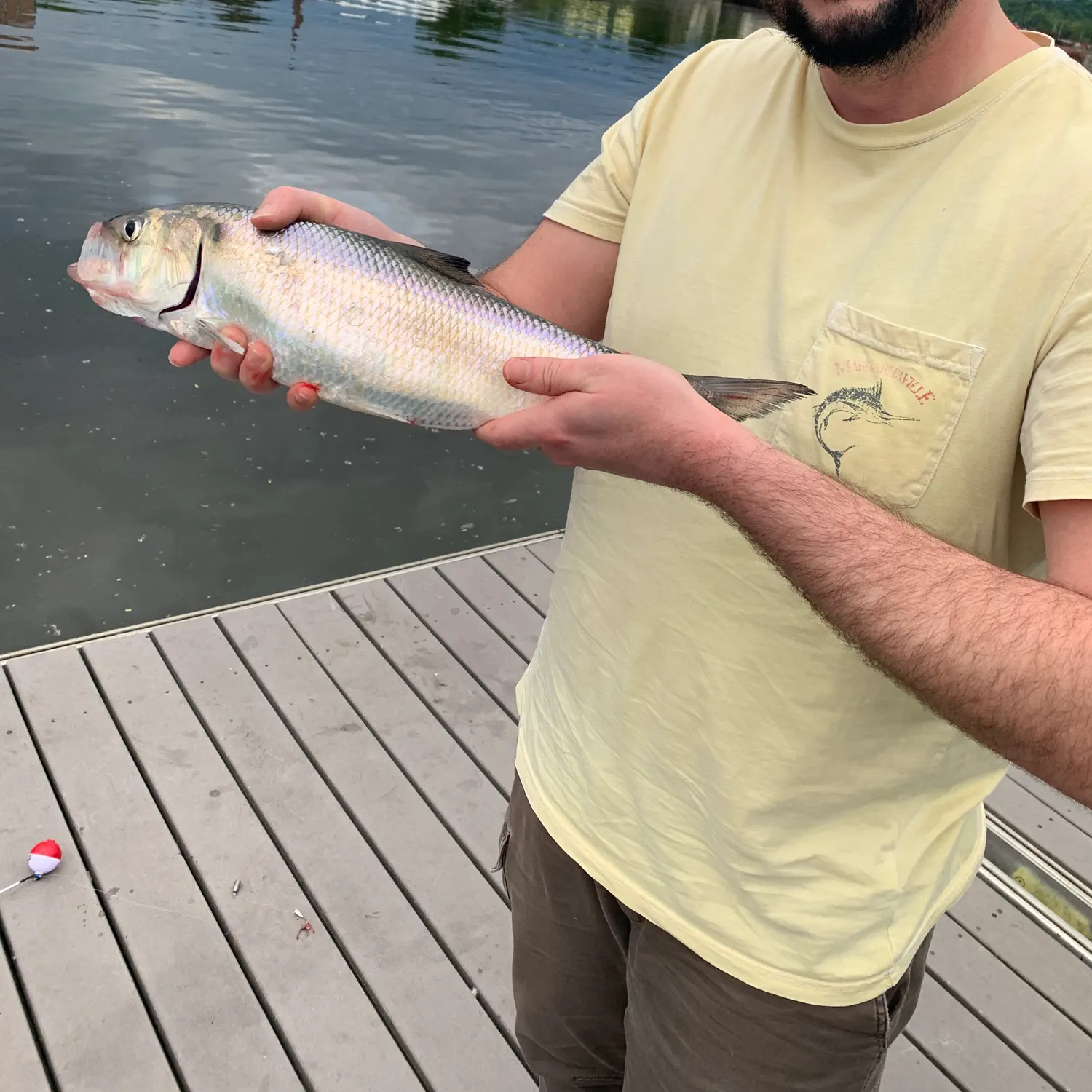 The most recent Hickory shad catches on Fishbrain