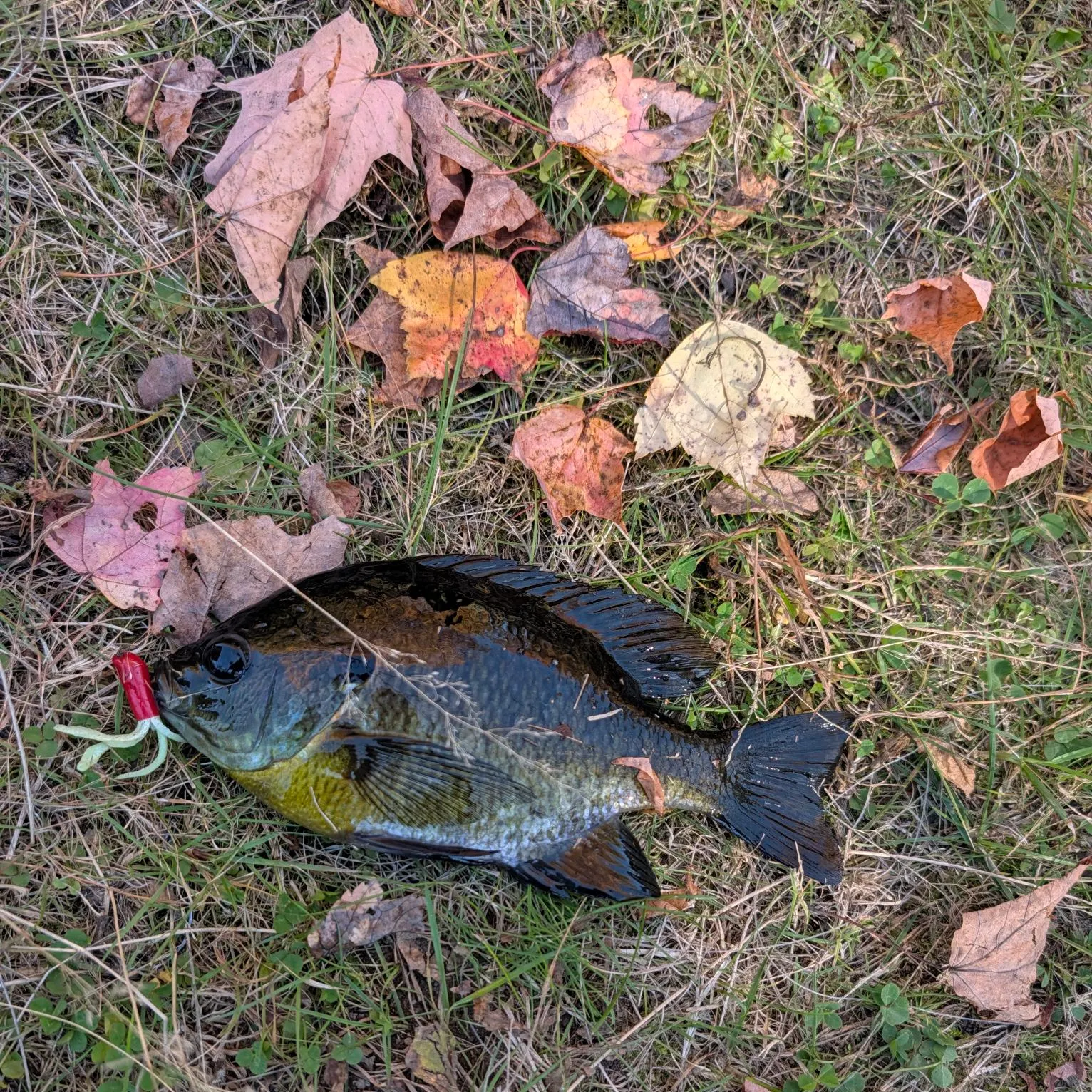 Bluegill caught on Fishbrain
