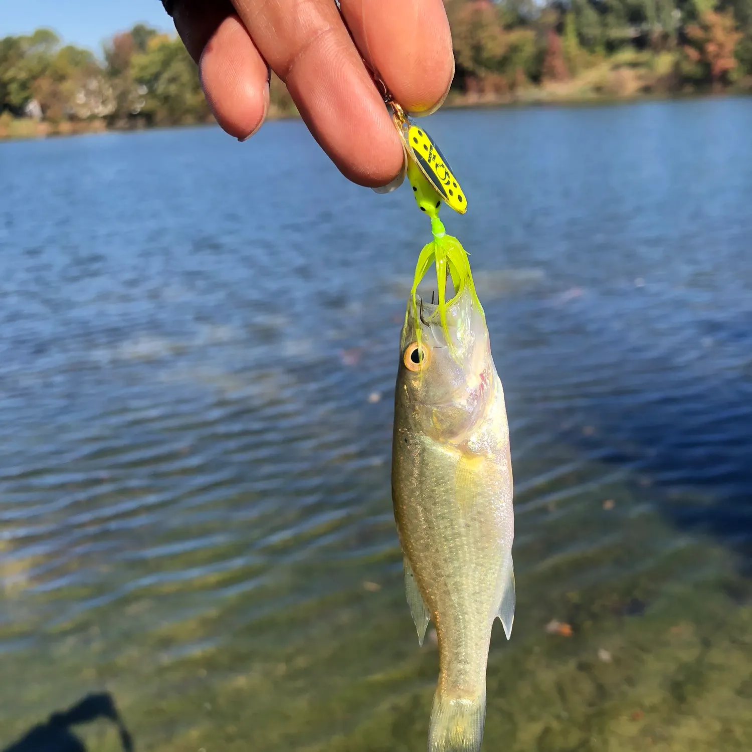 Largemouth bass caught on Fishbrain
