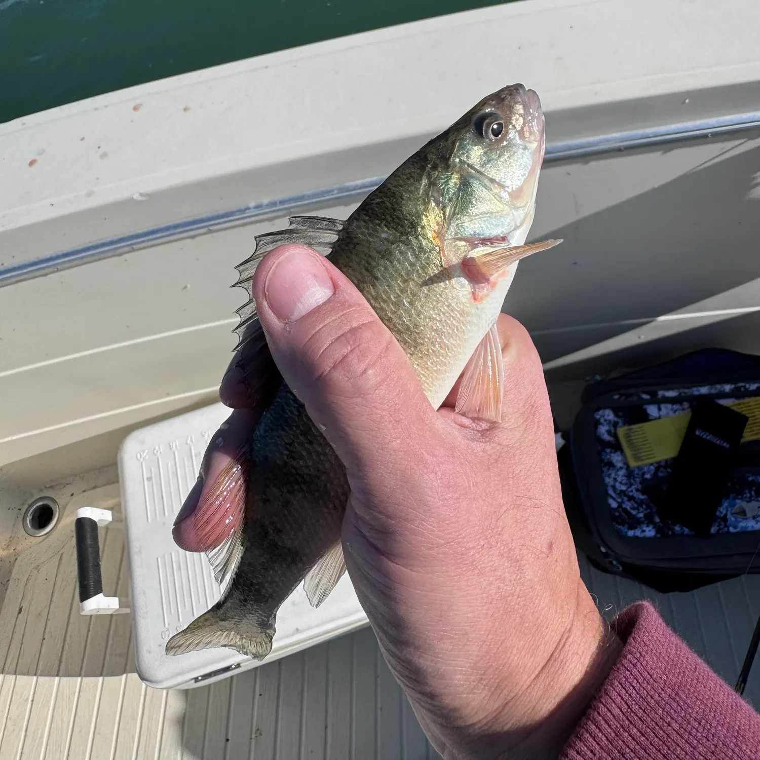 Yellow perch caught on Fishbrain