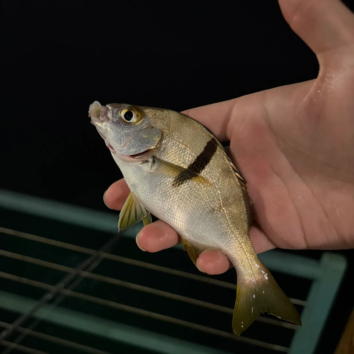 Halfmoon caught on Fishbrain