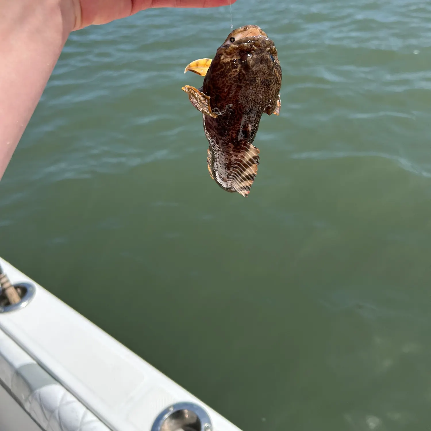 The most recent Oyster toadfish catches on Fishbrain