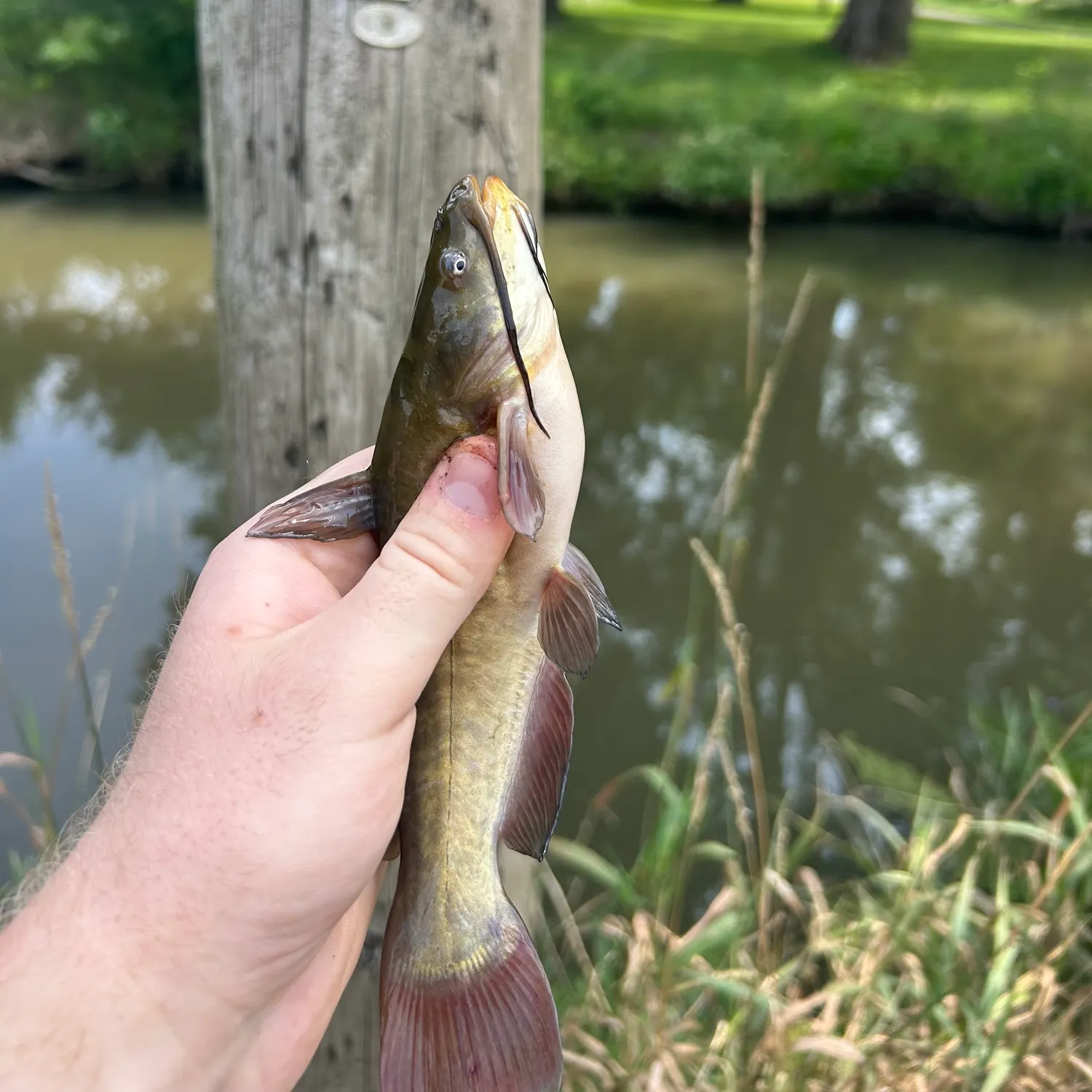 Black bullhead caught on Fishbrain