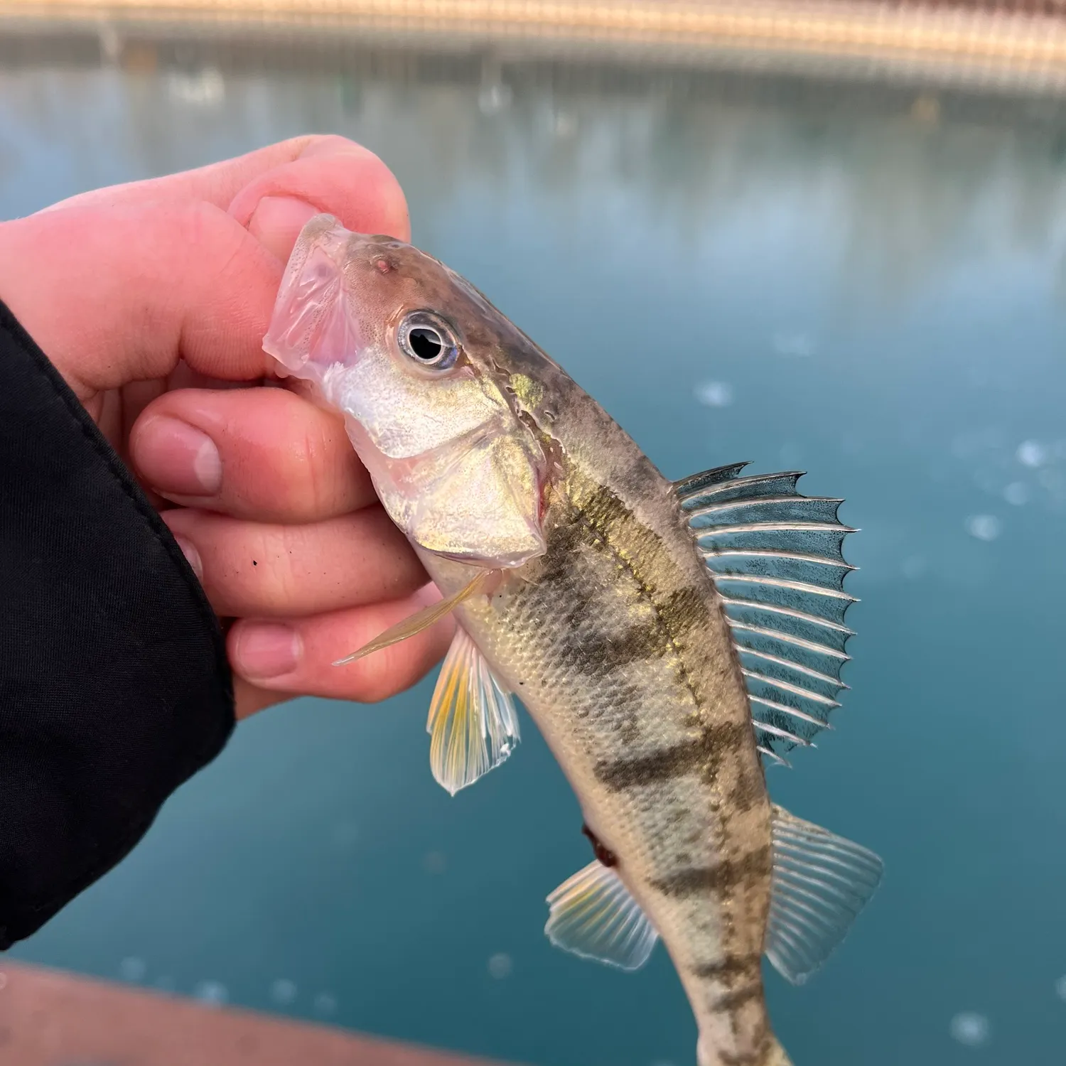The most recent Yellow perch catches on Fishbrain