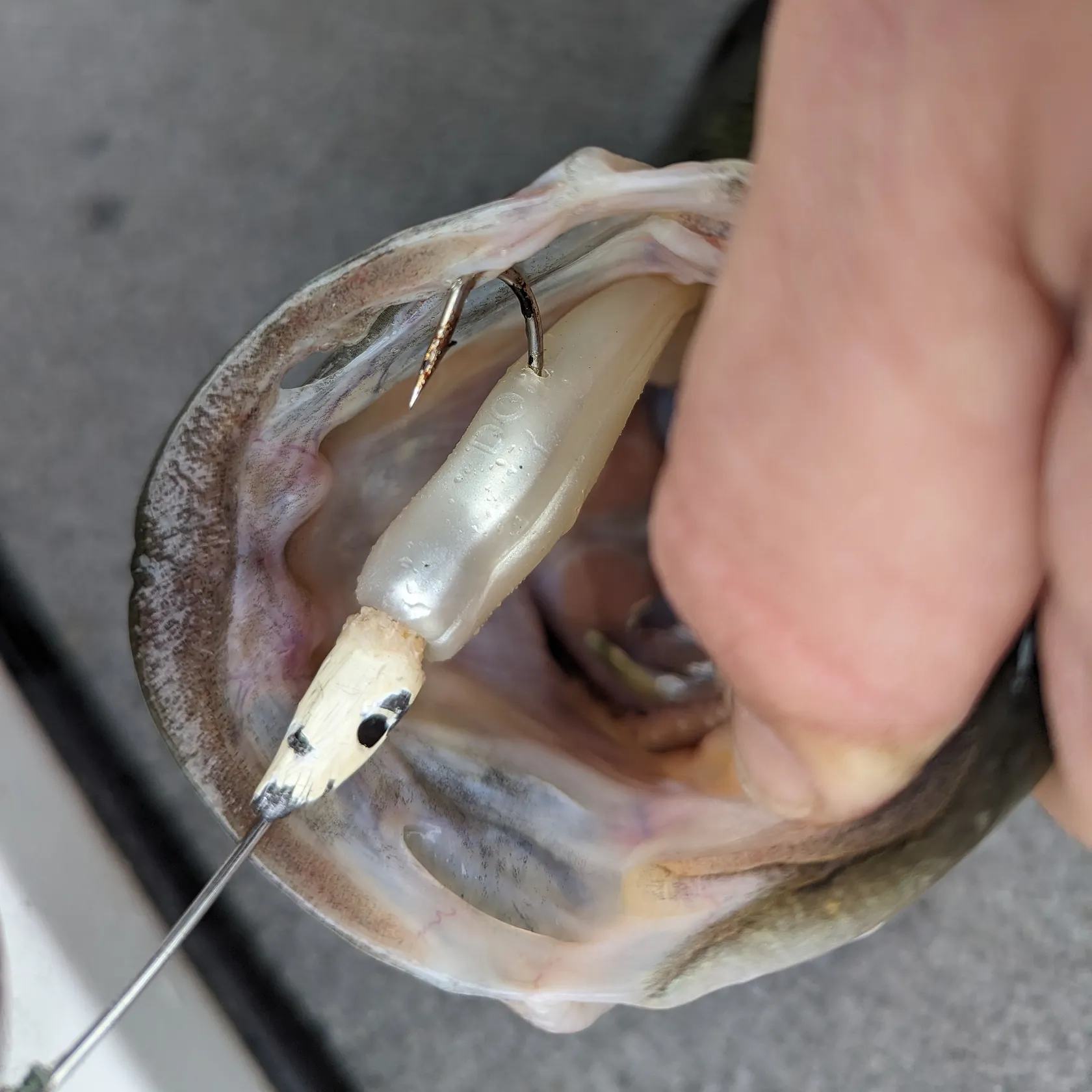 angler catch