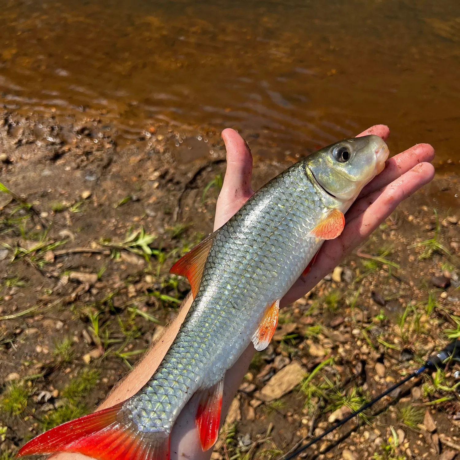 The most recent River redhorse catches on Fishbrain