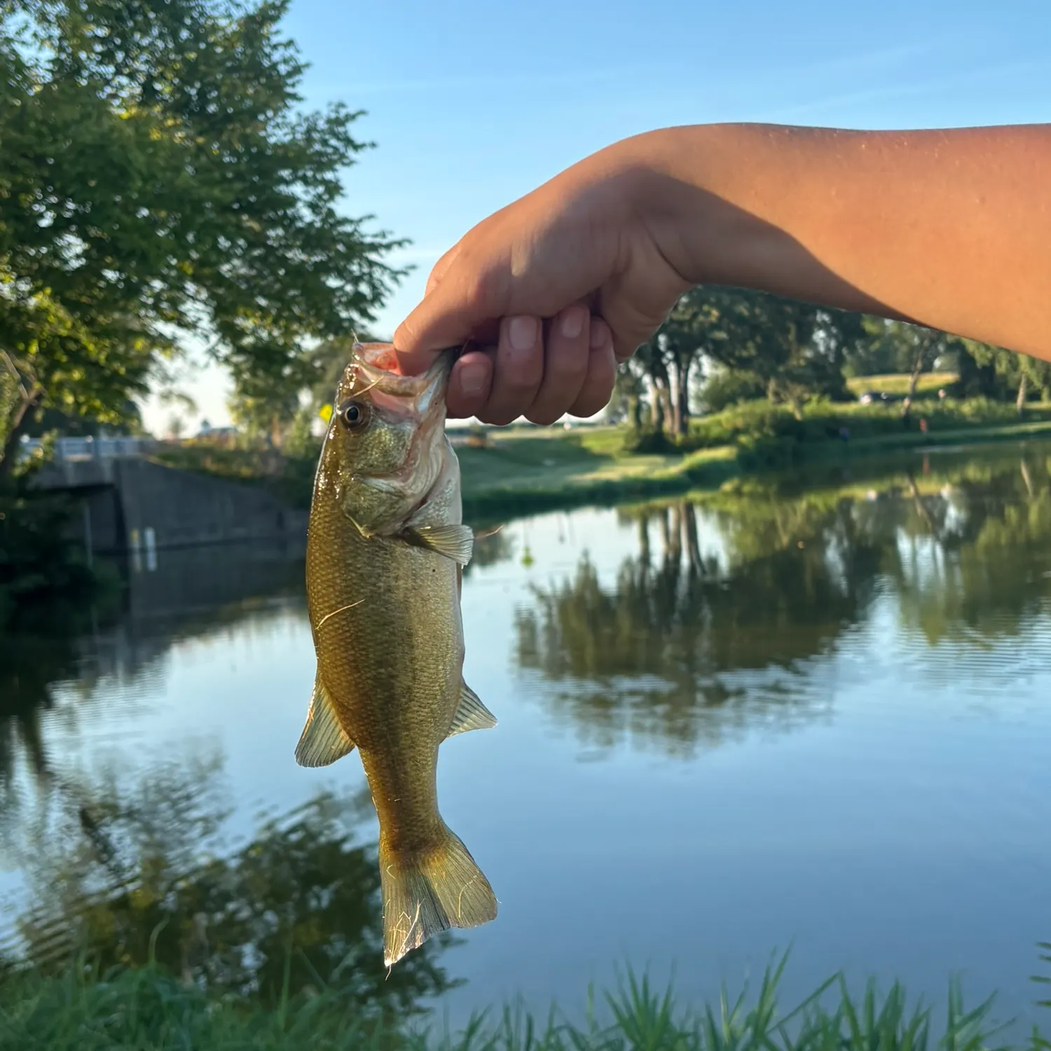 Smallmouth bass caught on Fishbrain