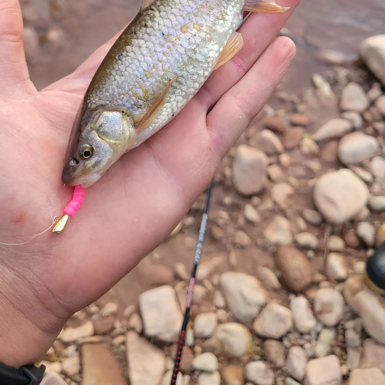 The most recent Flathead chub catches on Fishbrain