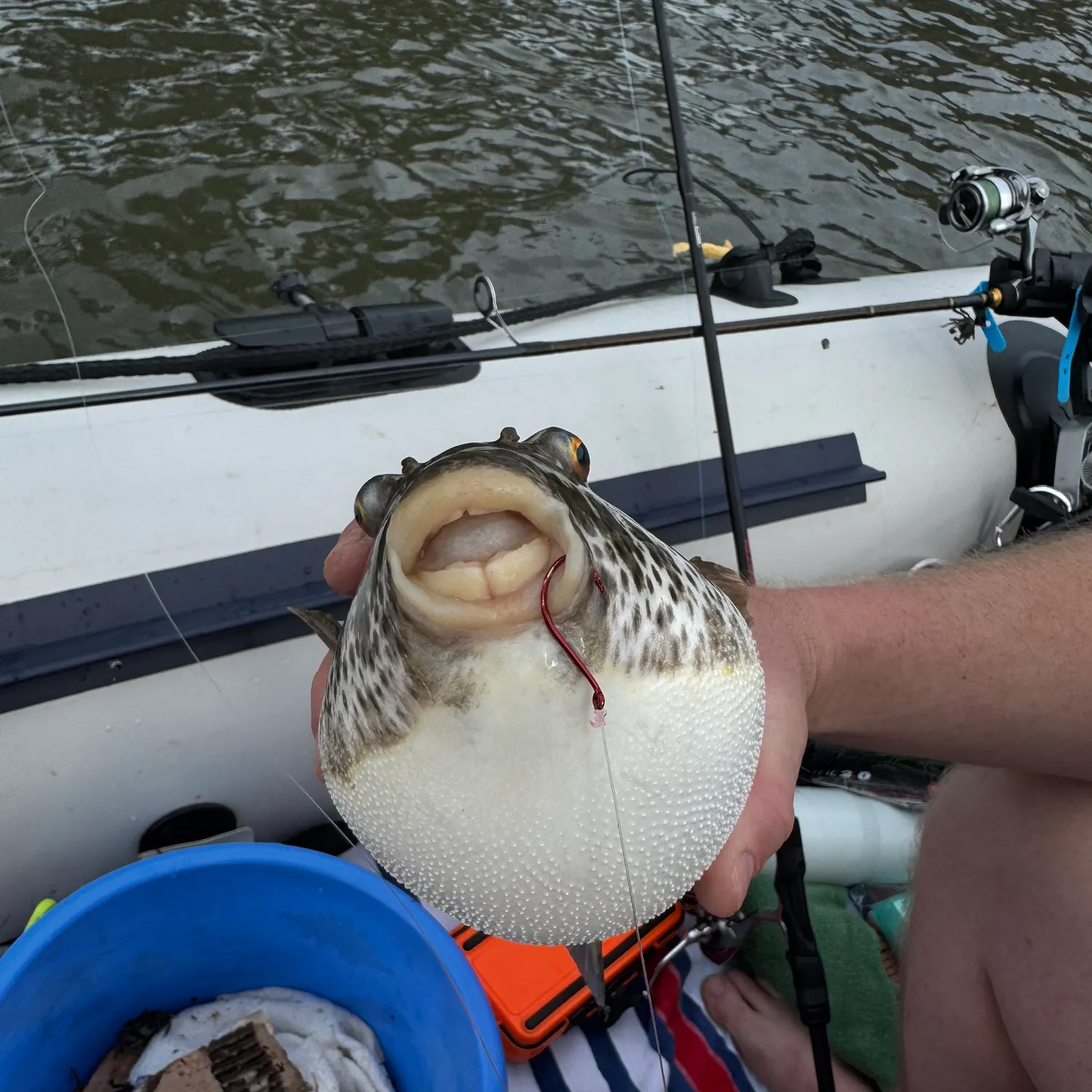 The most recent Milkspotted puffer catches on Fishbrain