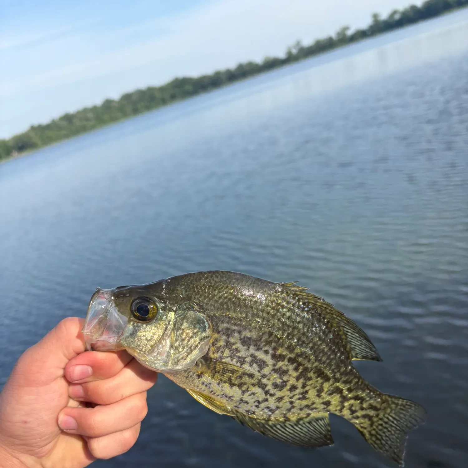 Black crappie caught on Fishbrain