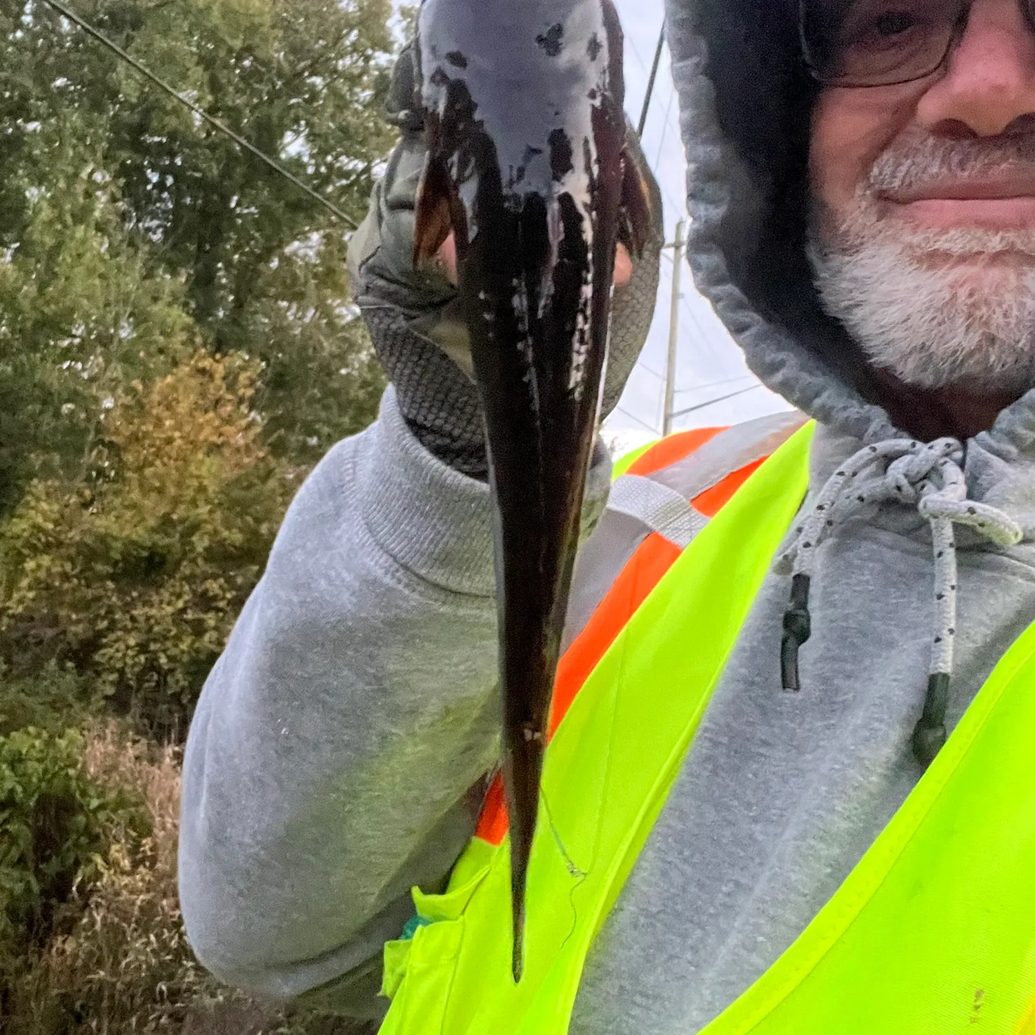 Yellow bullhead caught on Fishbrain