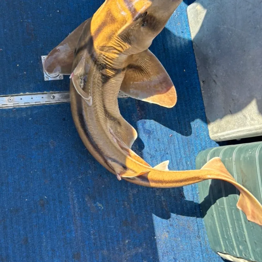 The most recent Port Jackson shark catches on Fishbrain