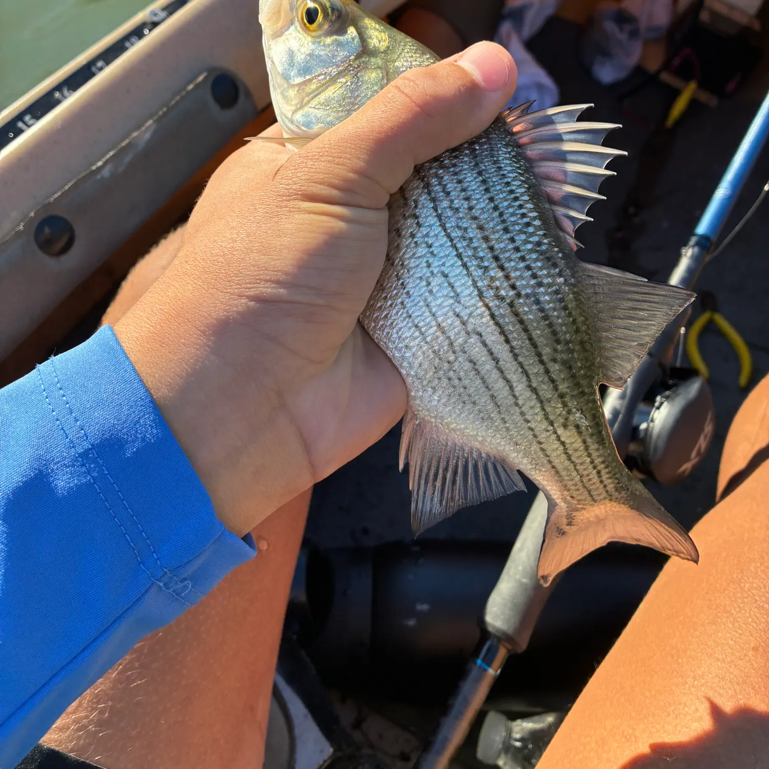 White bass caught on Fishbrain