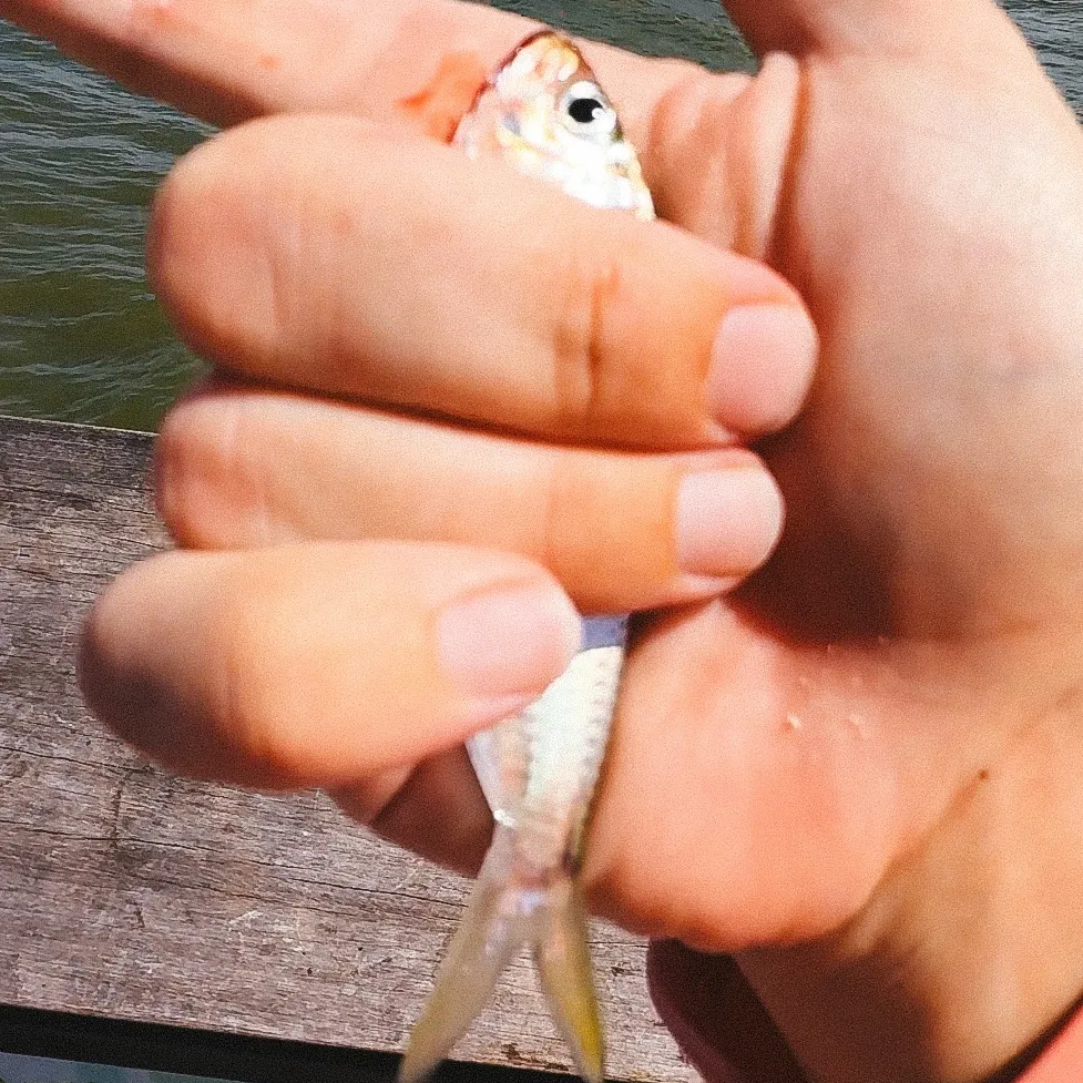 Scaled herring caught on Fishbrain