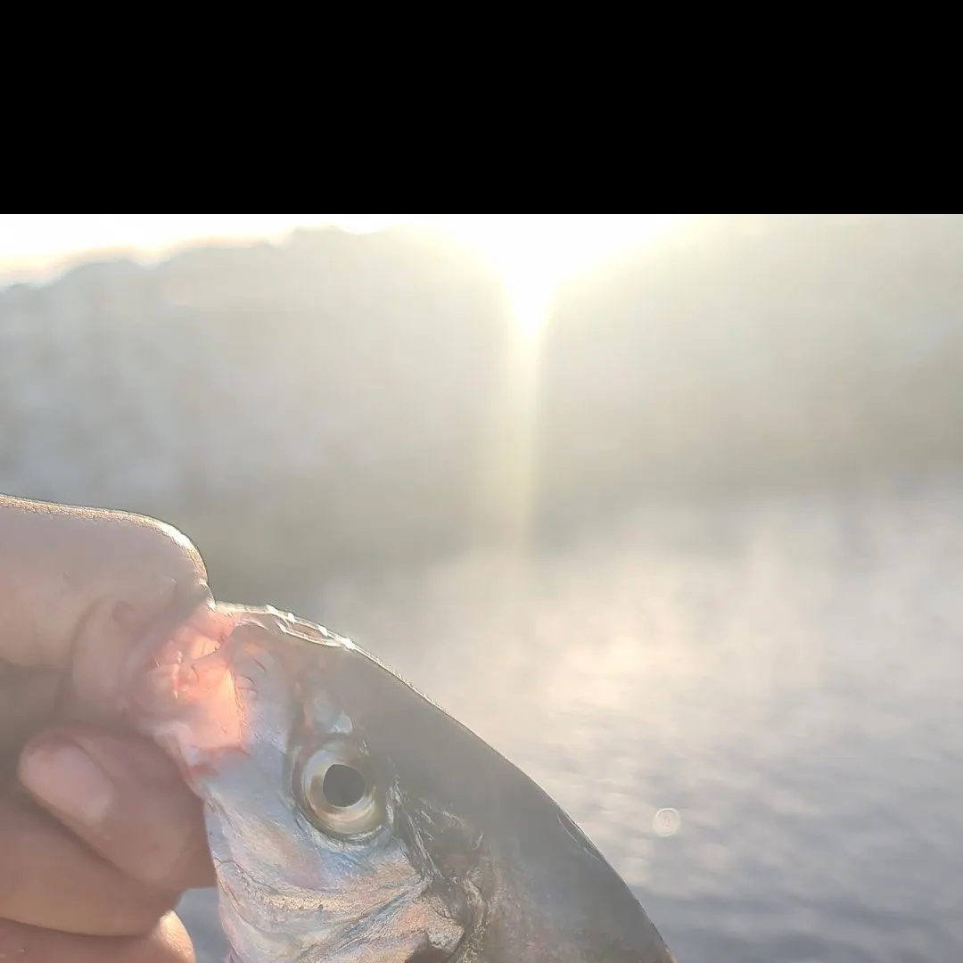 The most recent Silver trevally catches on Fishbrain