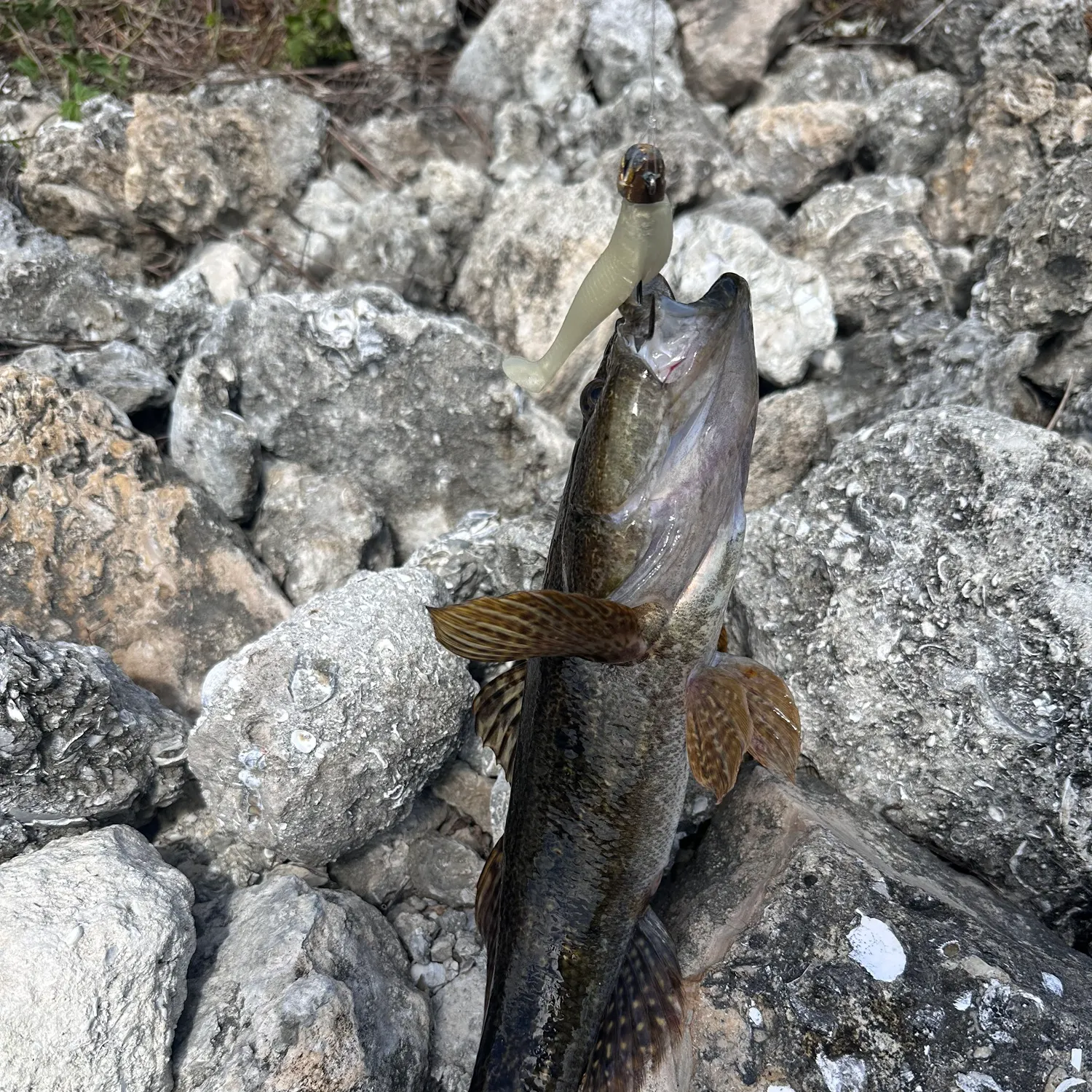 most liked catch image