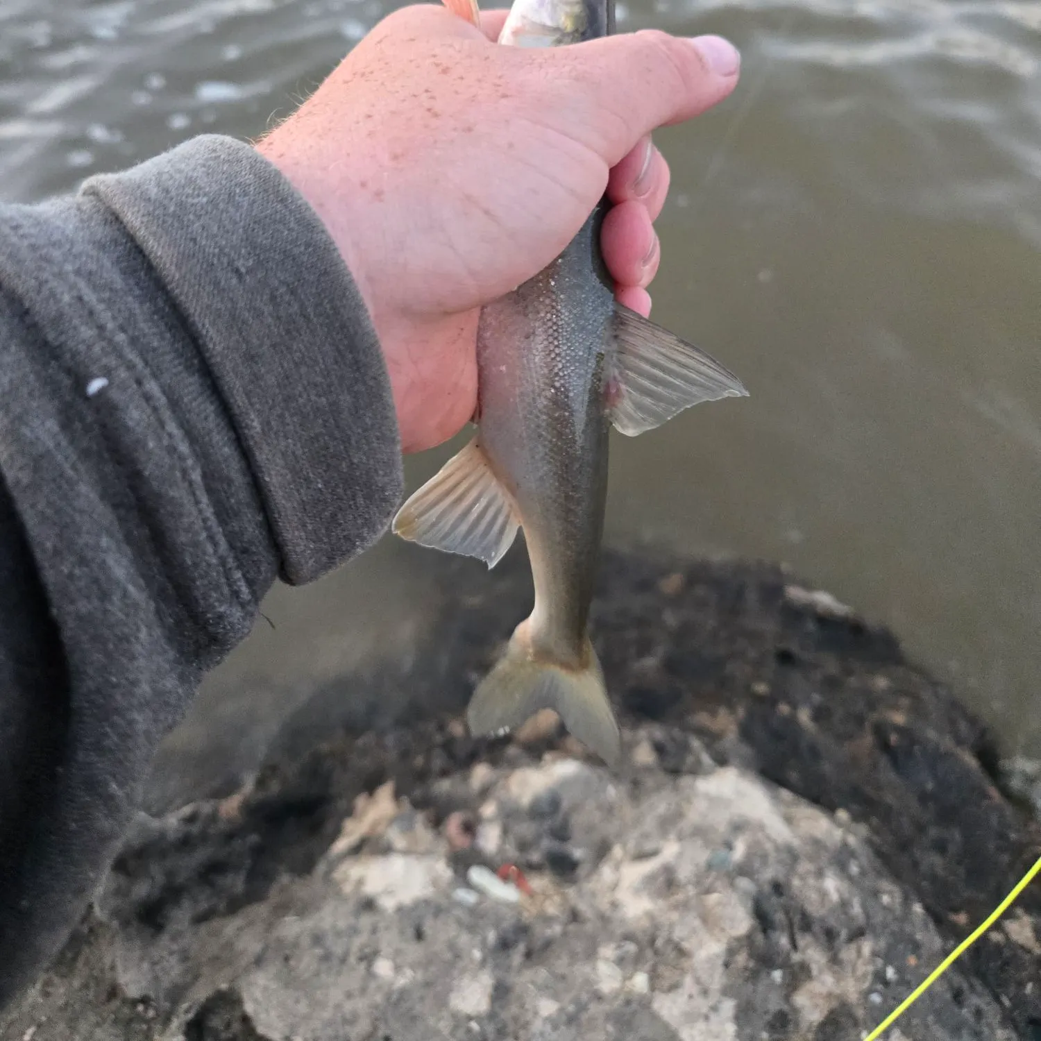most liked catch image