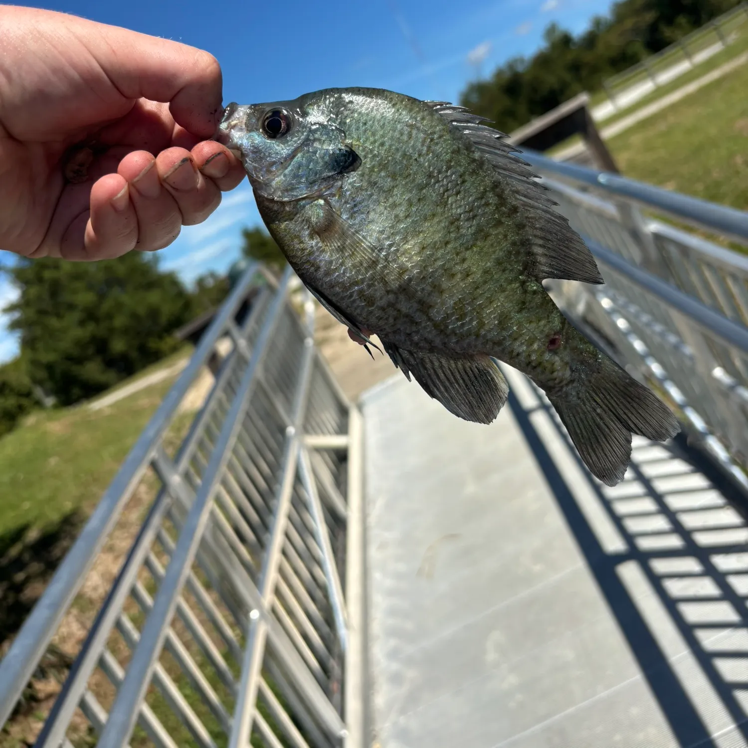 Bluegill caught on Fishbrain