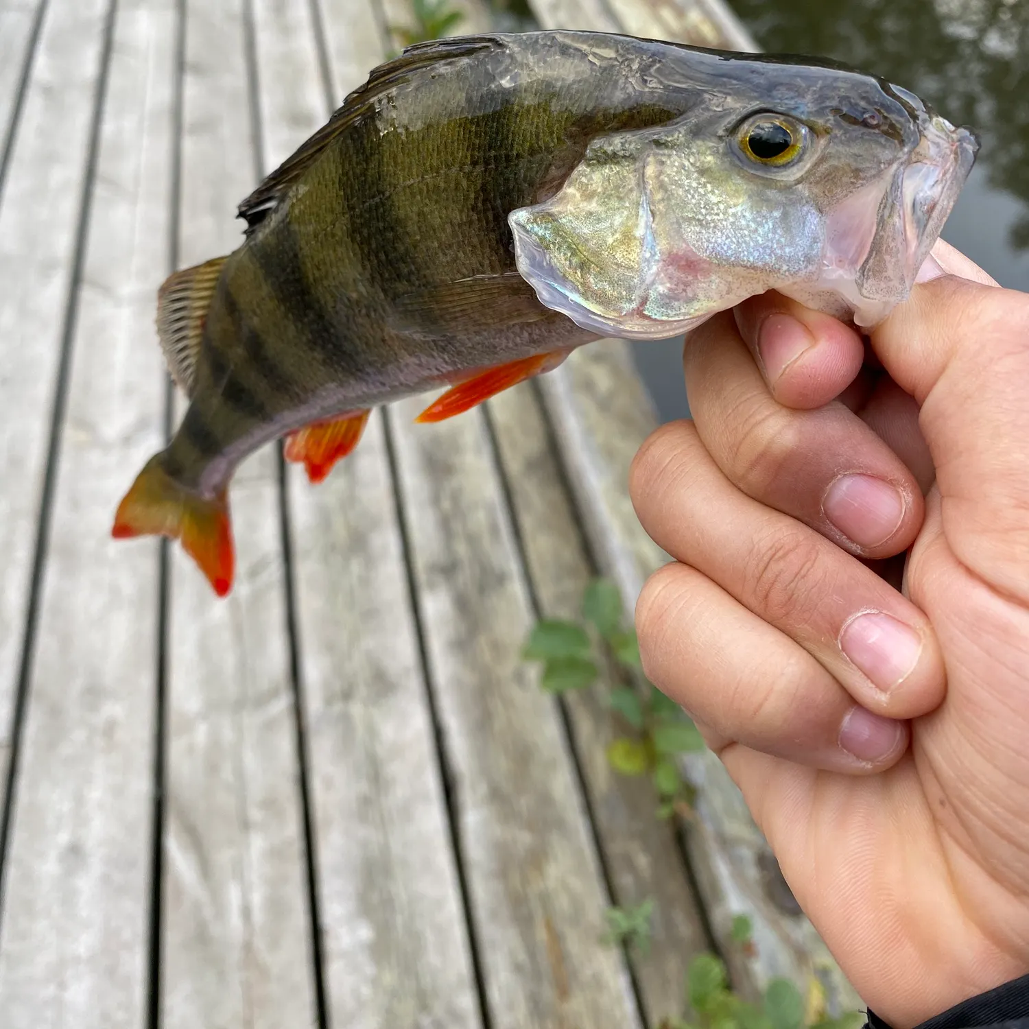 European perch caught on Fishbrain
