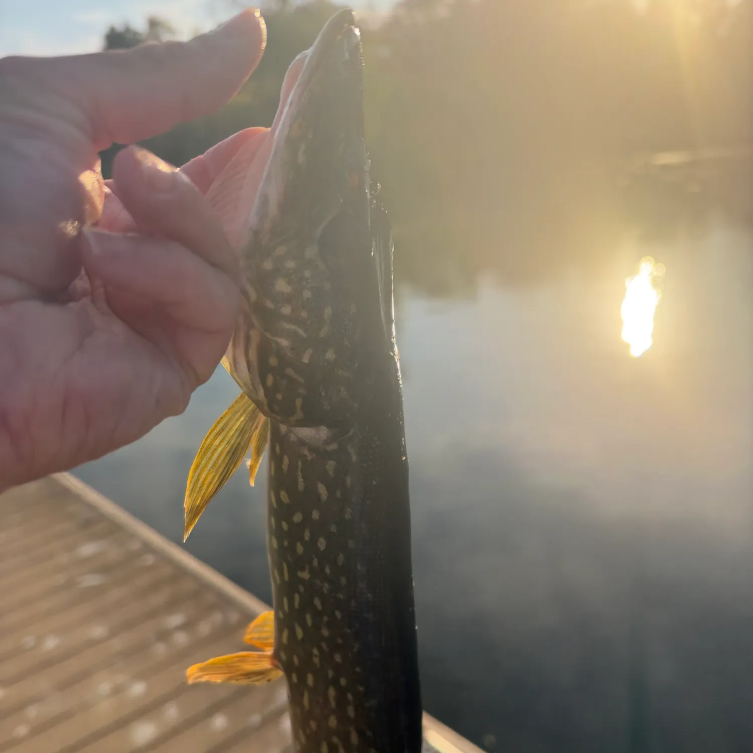 Northern pike caught on Fishbrain