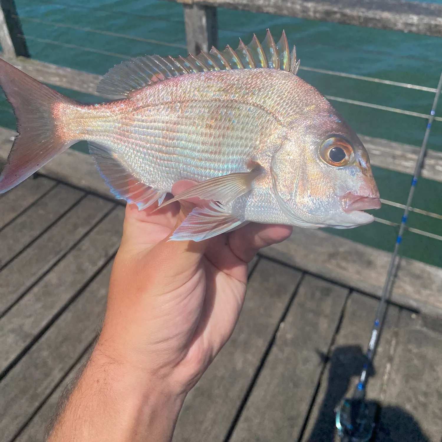 Australasian snapper caught on Fishbrain