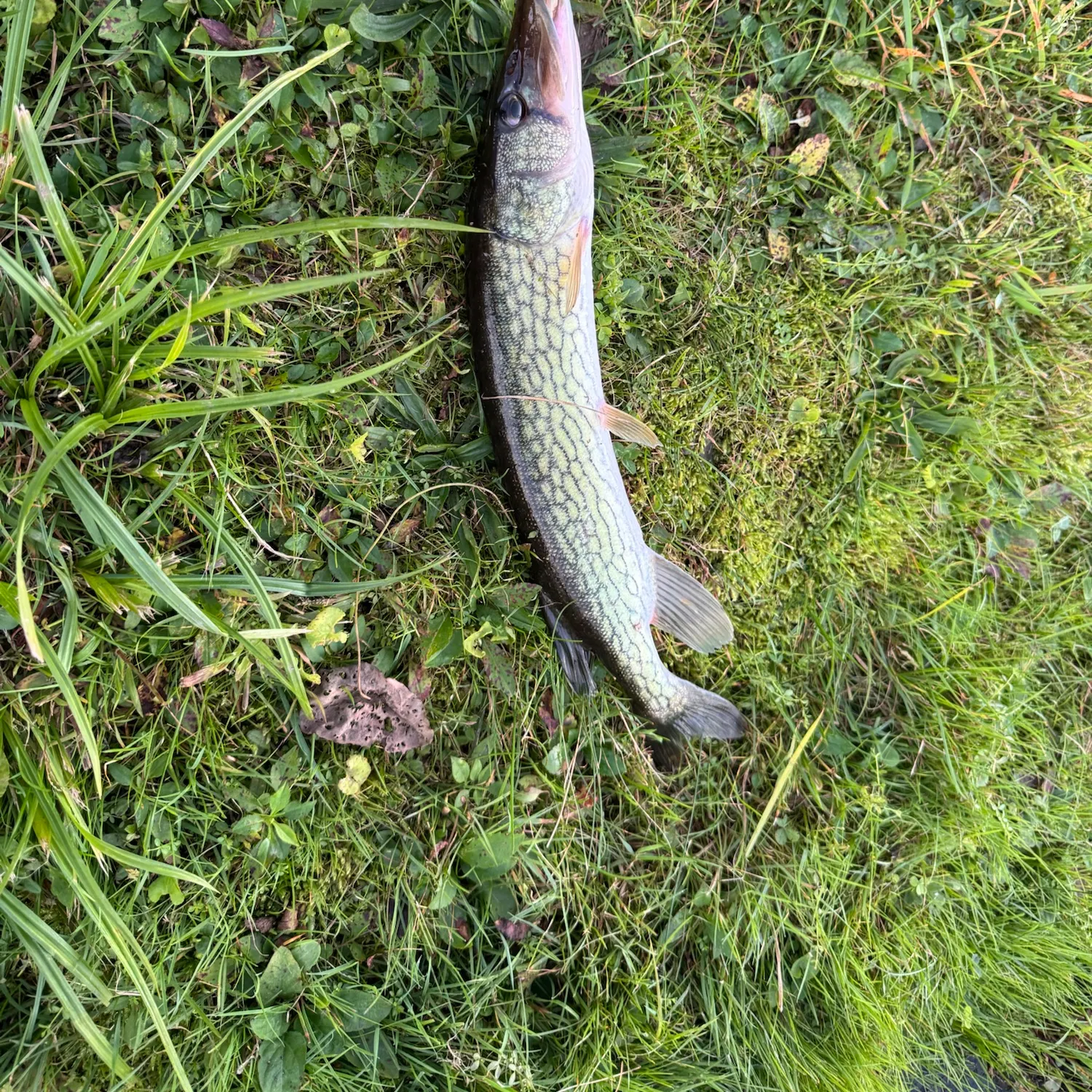 Chain pickerel caught on Fishbrain